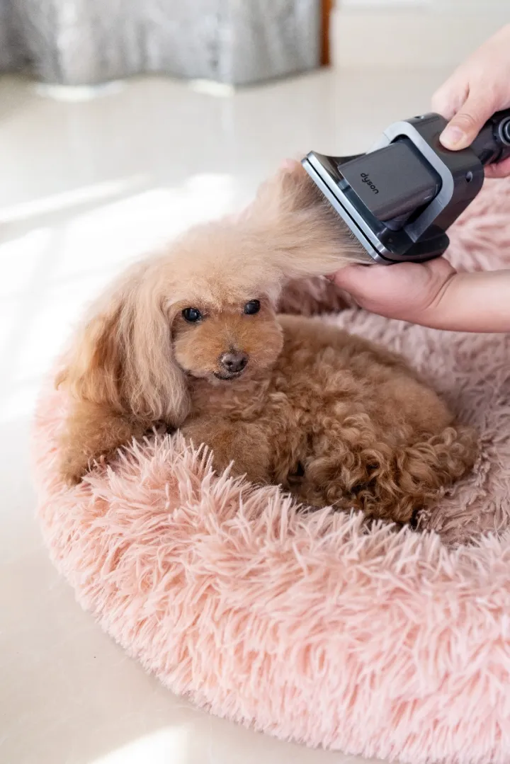 狗趴在人的手

描述已自动生成